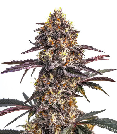 LSD-25 Sweet Seeds